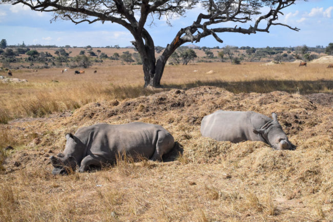 Les restrictions de voyage stimulent la conservation du rhinocéros noir