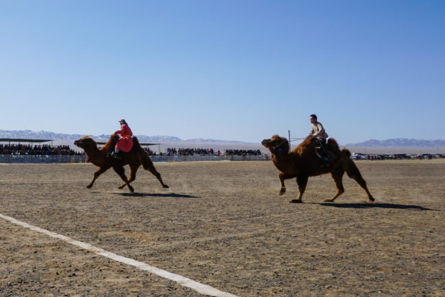 Le festival accueille une course de chameaux en Mongolie