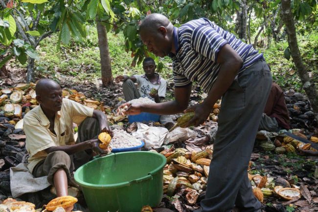 Le cacao est un gros business, mais les agriculteurs n’en récoltent pas les fruits