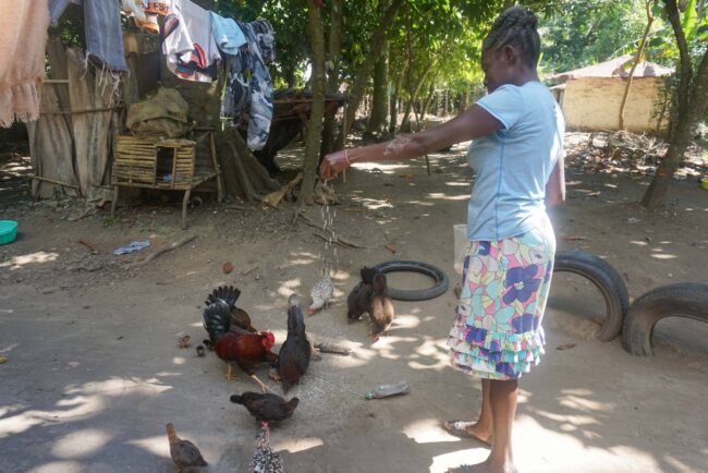 Les agriculteurs dévastés par les ravages du virus de la volaille dans le nord d’Haïti
