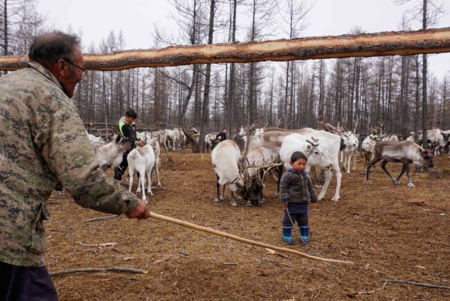 Comment une femme se bat pour préserver la dernière culture d’élevage de rennes de Mongolie
