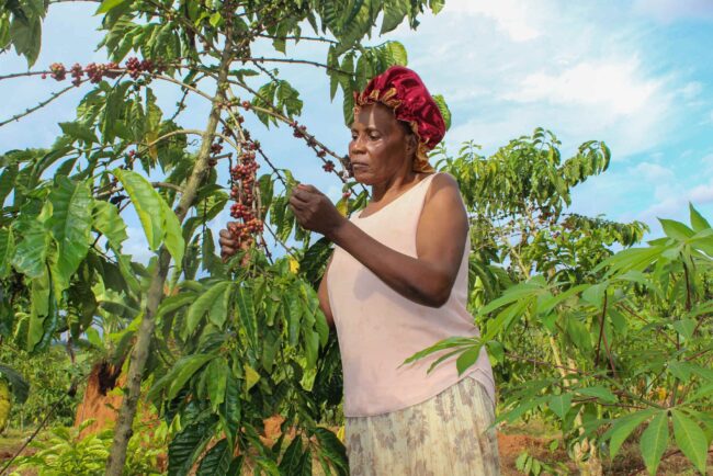 Le conflit au Soudan suscite l’inquiétude des producteurs de café en Ouganda