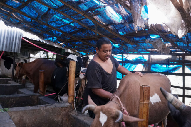 La dermatose nodulaire contaquieuse tue plus de 50 000 bovins au Népal